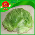 NOUVEAU 2015 Yunnan organic iceberg lettuce